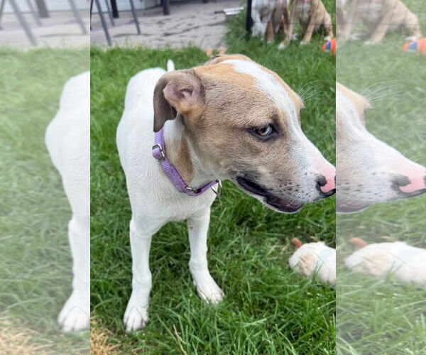 Medium Photo #2 Mutt Puppy For Sale in New London, WI, USA