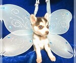 Puppy 3 Alaskan Klee Kai