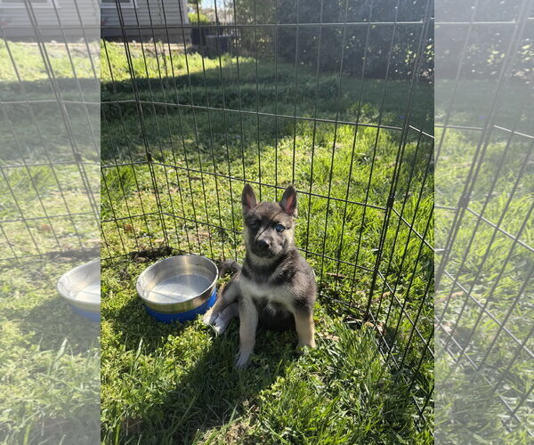 Medium Photo #2 Siberian Husky-Unknown Mix Puppy For Sale in Holly Springs, NC, USA