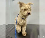 Small #3 Mutt