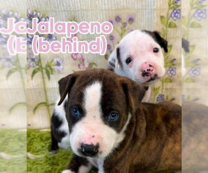 American Staffordshire Terrier-Unknown Mix Dogs for adoption in Lakewood, CO, USA