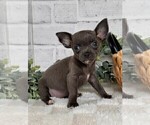 Small #24 Chihuahua