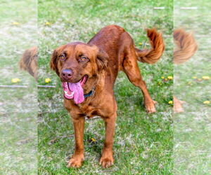 June Carter - Female Golden Shepherd Dog for Adoption - Photo #4