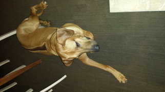 Rhodesian Ridgeback Puppy for sale in BLOOMFIELD HILLS, MI, USA