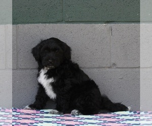 Portuguese Water Dog Puppy for sale in FREDERICKSBURG, OH, USA
