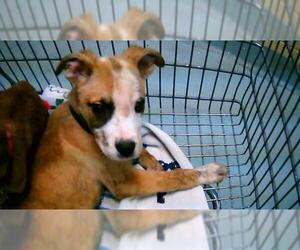 Mutt Dogs for adoption in Tulsa, OK, USA