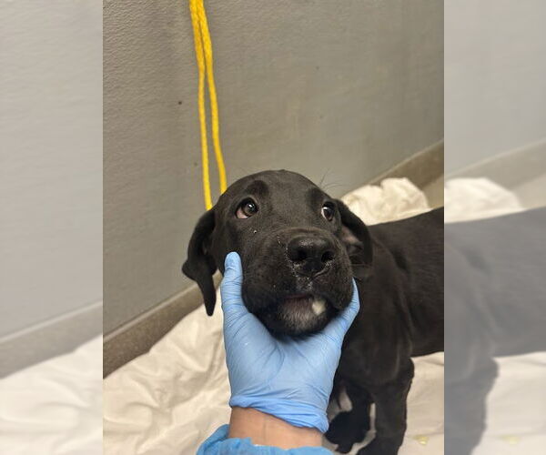 Medium Photo #1 Great Dane-Unknown Mix Puppy For Sale in Las Vegas, NV, USA