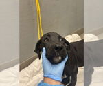 Small Great Dane Mix