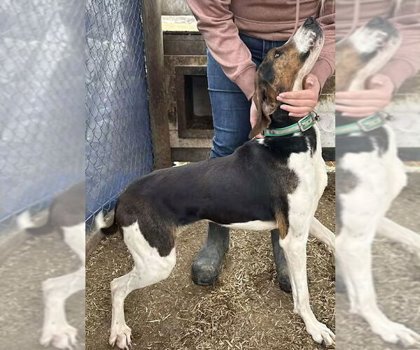 Medium Photo #2 Treeing Walker Coonhound Puppy For Sale in Monterey, VA, USA