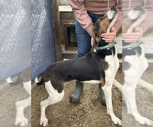 Lincoln - Sponsored! - Male Treeing Walker Coonhound Dog for Adoption - Photo #2