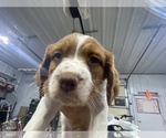 Small Photo #4 Brittany Puppy For Sale in SAINT CROIX FALLS, WI, USA