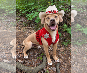 Benny - Male Golden Labrador Dog for Adoption - Photo #7