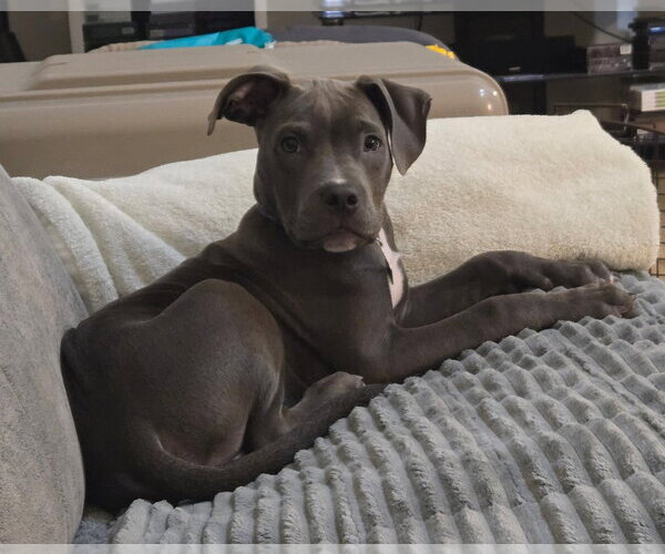 Medium Photo #3 Mutt Puppy For Sale in Clarkston, MI, USA