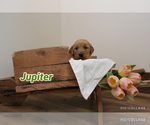 Puppy Jupiter Golden Retriever