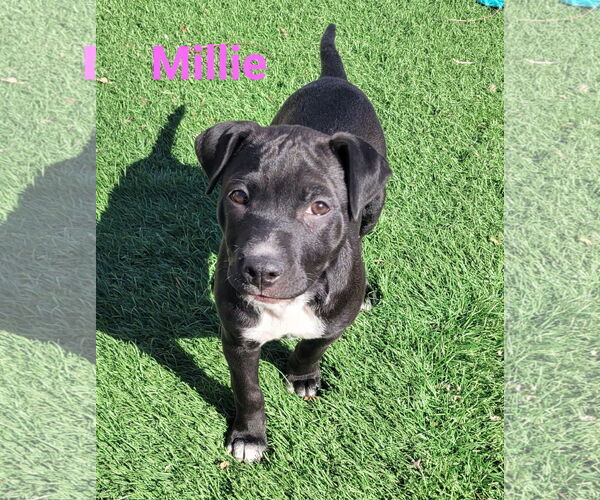 Medium Photo #3 Mutt Puppy For Sale in Des Moines, IA, USA