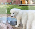 Small #6 Great Pyrenees