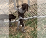 Small Photo #16 German Shorthaired Pointer Puppy For Sale in PLAINVIEW, TX, USA