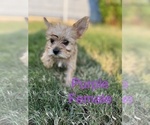 Small Photo #3 Morkie Puppy For Sale in TACOMA, WA, USA