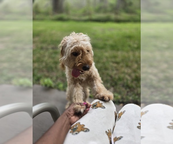 Medium Photo #5 Goldendoodle Puppy For Sale in ORLANDO, FL, USA