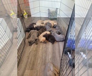 Cane Corso Puppy for sale in FRESNO, CA, USA