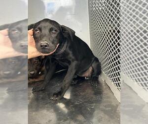 American Pit Bull Terrier Dogs for adoption in Bakersfield, CA, USA