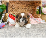 Small #1 Shih Tzu