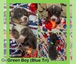 Small #1 Cardigan Welsh Corgi-Pembroke Welsh Corgi Mix