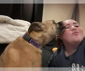 HOLLY - Female Boxer-Unknown Mix Dog for Adoption - Photo #5