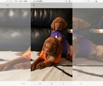 Small Photo #10 Vizsla Puppy For Sale in SPENCER, IN, USA