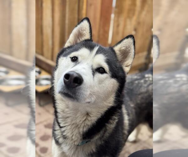 Medium Photo #2 Siberian Husky Puppy For Sale in Santa Maria, CA, USA