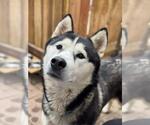 Small #1 Siberian Husky
