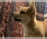 Small Photo #9 Shiba Inu Puppy For Sale in NEW YORK, NY, USA
