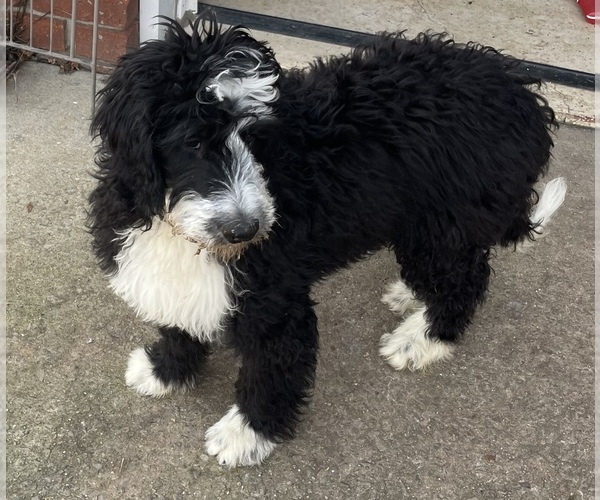 Full screen Photo #3 Bernedoodle Puppy For Sale in CLANTON, AL, USA