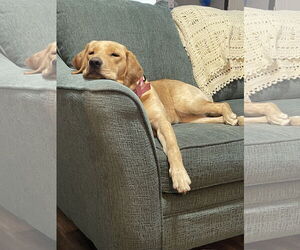 Labrador Retriever Dogs for adoption in Fort Worth, TX, USA