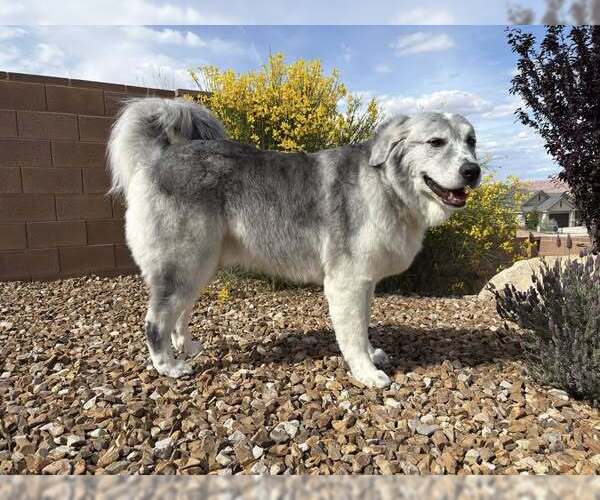 Medium Photo #3 Great Pyrenees Puppy For Sale in Bountiful, UT, USA