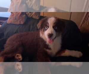 Miniature American Shepherd Dogs for adoption in MILTON, FL, USA