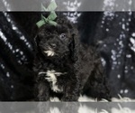 Small #6 Cavapoo