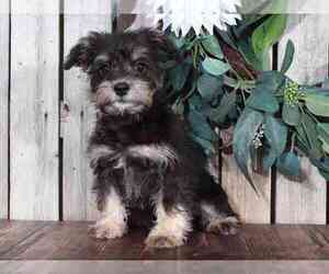 Schnoodle (Miniature) Puppy for sale in MOUNT VERNON, OH, USA