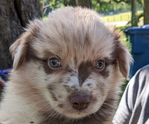 Australian Shepherd Puppy for Sale in BROOKSVILLE, Florida USA