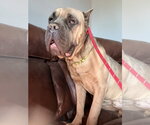 Small #5 Mastiff