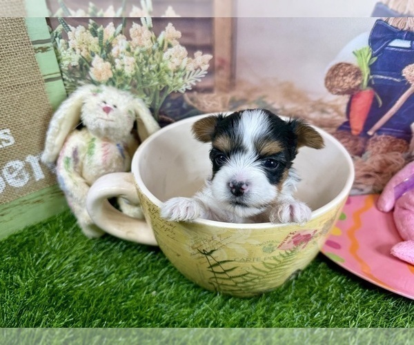 Medium Photo #1 Morkie Puppy For Sale in CASSVILLE, MO, USA