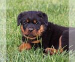 Small Photo #4 Rottweiler Puppy For Sale in LITITZ, PA, USA