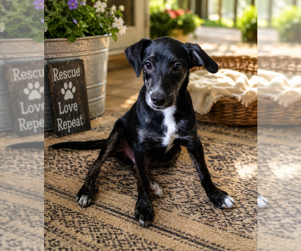 Medium Photo #1 Mutt Puppy For Sale in Mooresville, NC, USA