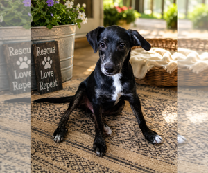Mutt Dogs for adoption in Mooresville, NC, USA