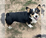 Small #1 Mutt