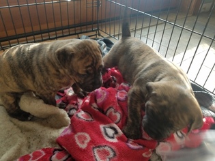 Bullboxer Pit Puppy for sale in MIAMISBURG, OH, USA