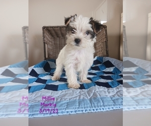 Morkie Puppy for Sale in SHIPSHEWANA, Indiana USA