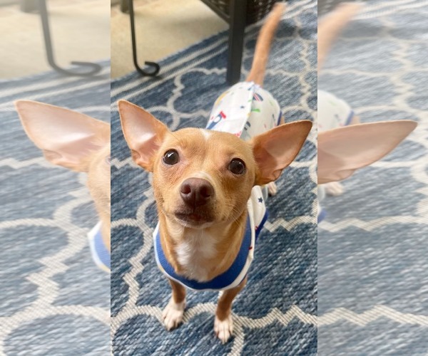 Medium Photo #1 Chihuahua Puppy For Sale in Arlington, VA, USA