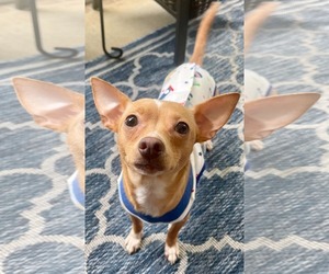 Chihuahua Dogs for adoption in Arlington, VA, USA