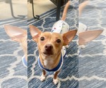 Small Chihuahua